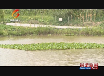 铜梁--看点‖水葫芦变身清道夫?助力小龙虾养殖