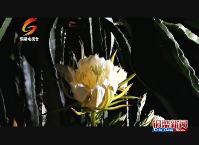 看点‖晚上去石鱼看火龙果花开 约不?