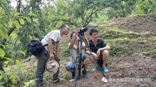 今天,铜梁电视台记者只想当你心中的c位
